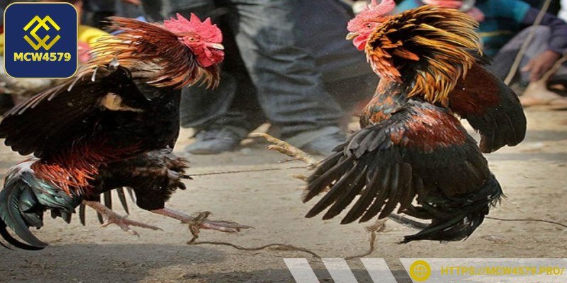 Hãy quan sát kỹ để chọn kê chiến thi đấu tốt