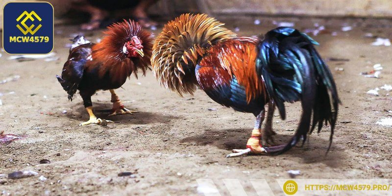 Có nhiều loại hình chọi kê thú vị để lựa chọn