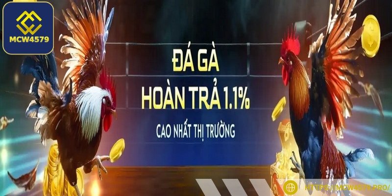 Có thể nhận hoàn trả đặt cược chọi gà siêu cao